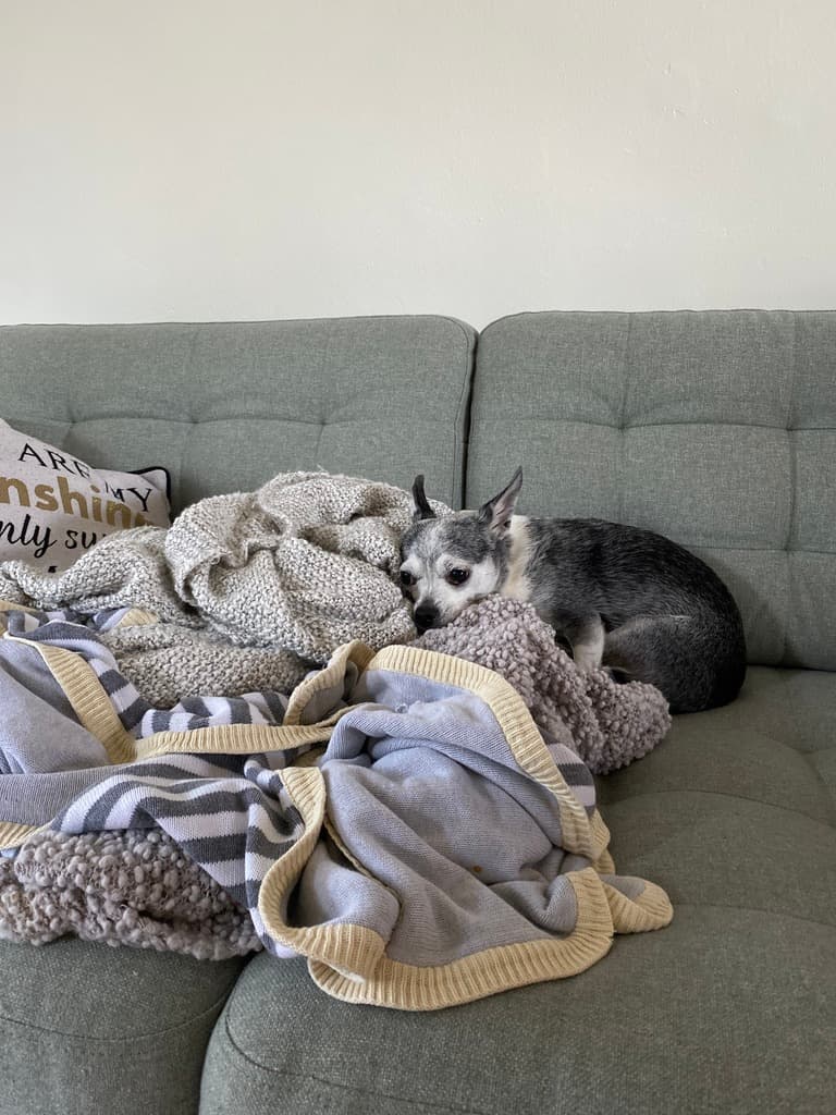 Small dog curled up on the couch at home