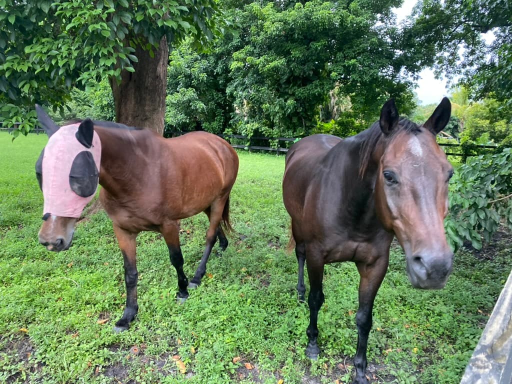 Two horses during daily turnout with fly mask in a green paddock