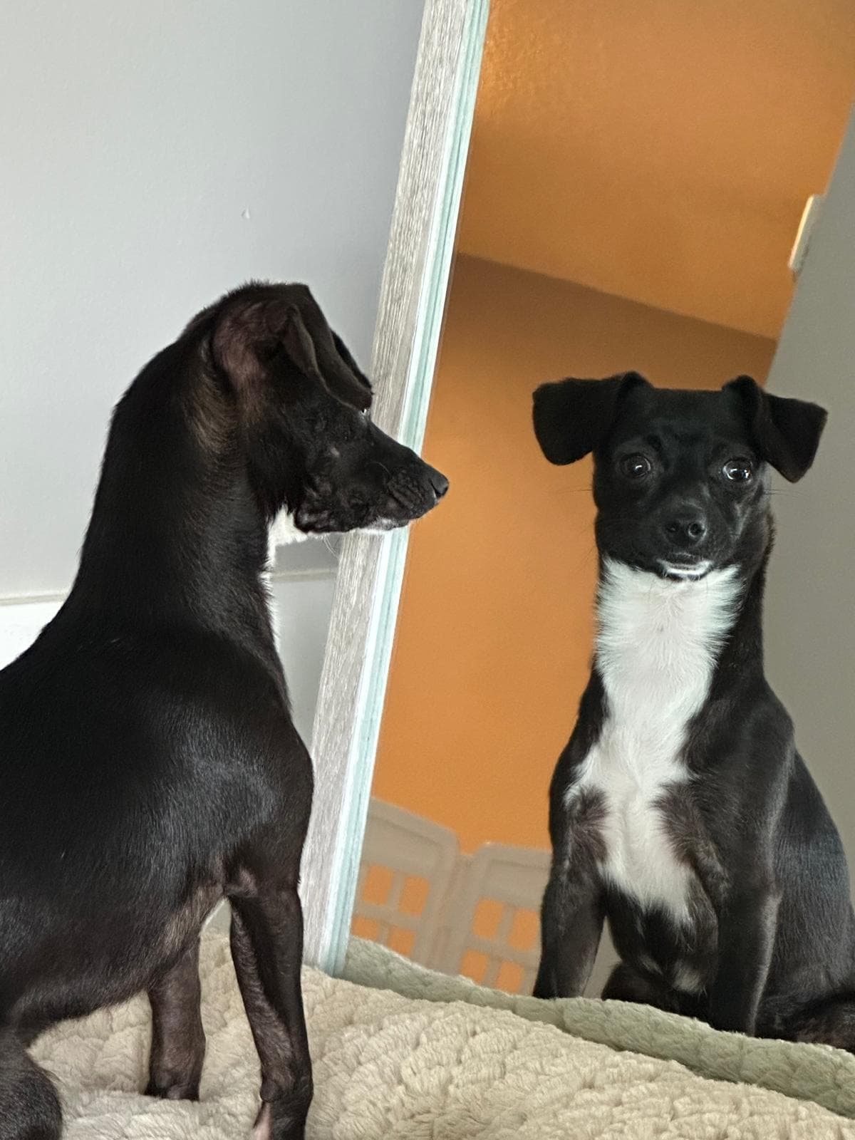 Two dogs relaxing at home during an overnight pet sitting visit