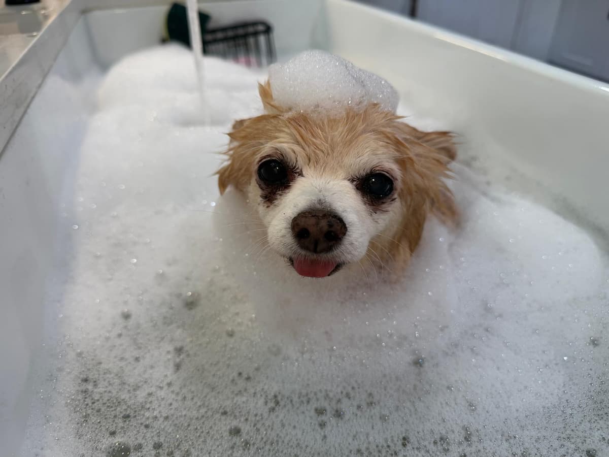Dog getting a bubble bath during a pet sitting visit