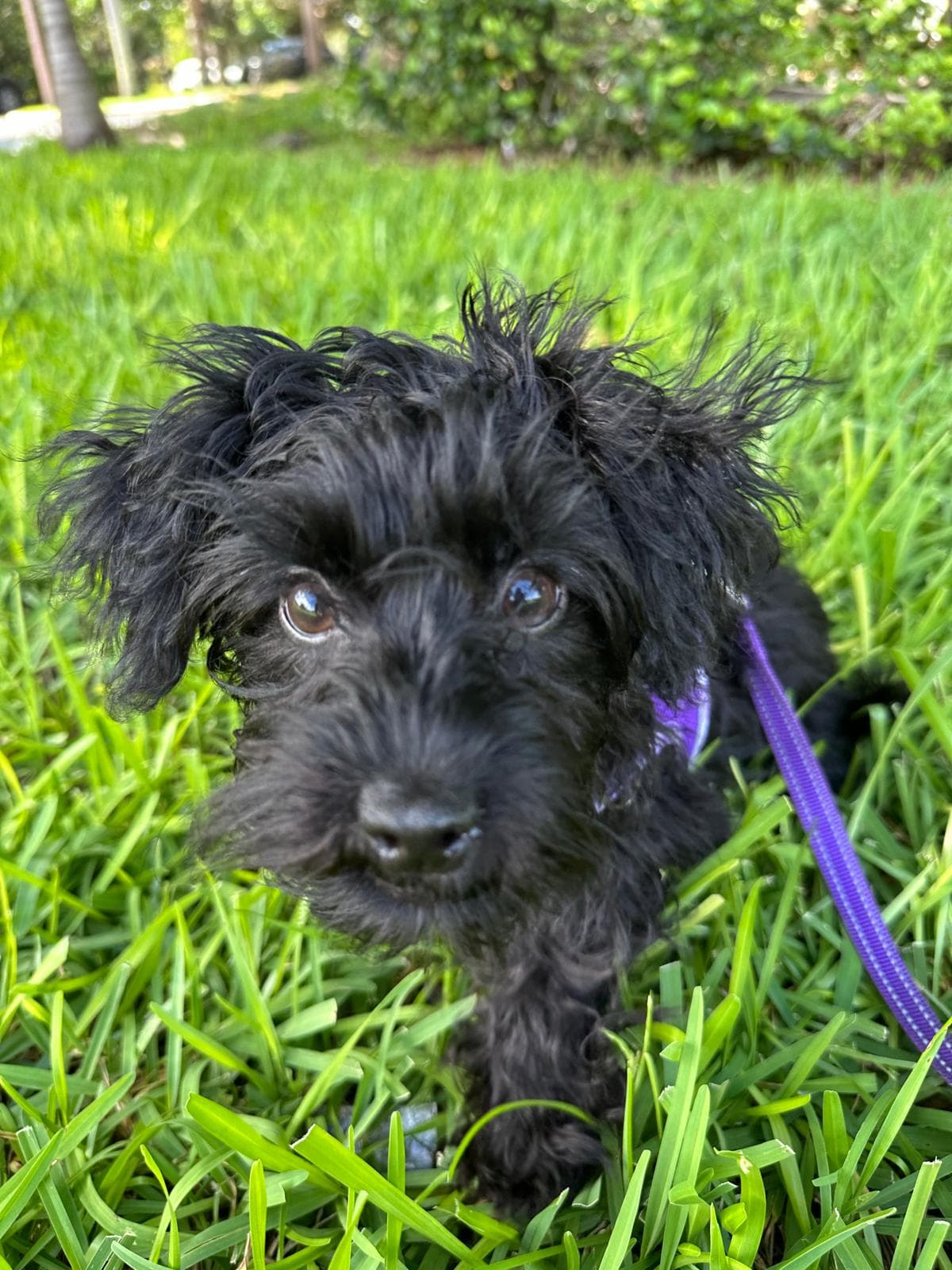 Adorable black puppy on a leash in the grass during a puppy visit