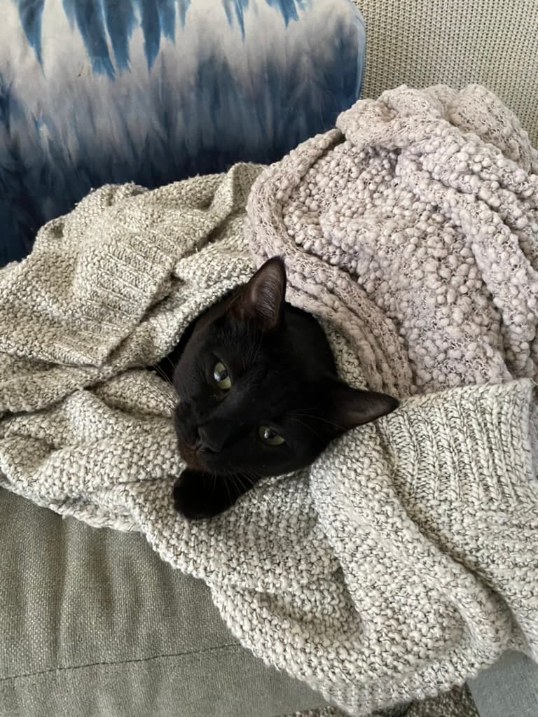 Black cat snuggled in a blanket during a cat sitting visit