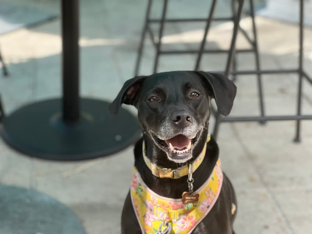 Happy black dog with a floral harness smiling on a walk