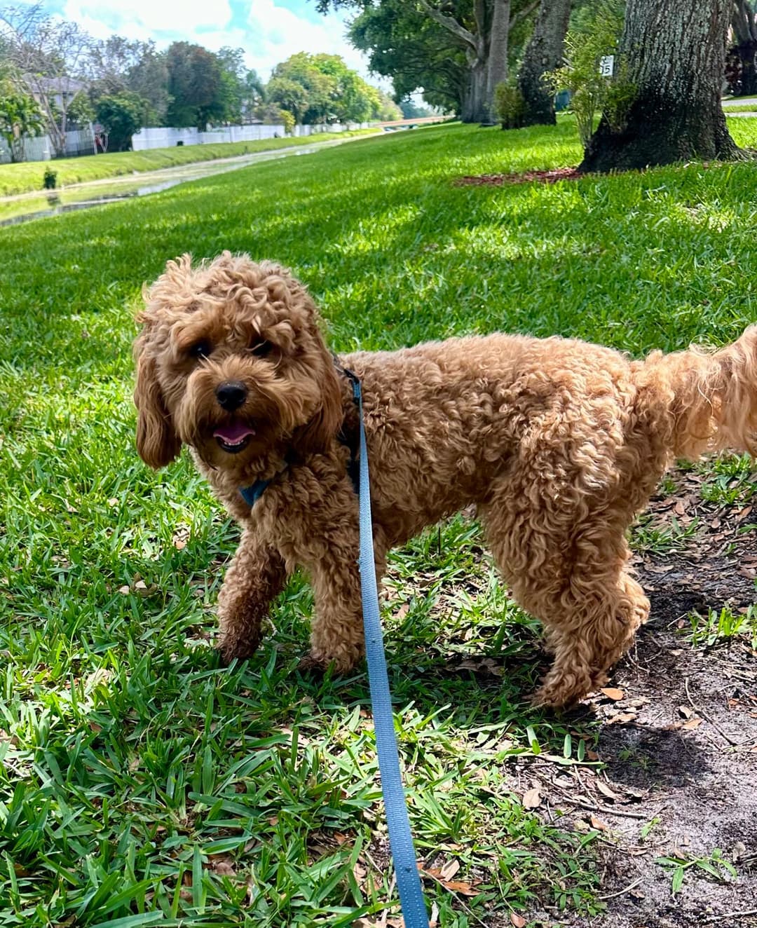 Goldendoodle on a leash enjoying a walk at a Broward County park