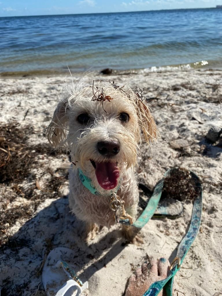 Happy dog at the beach in South Florida