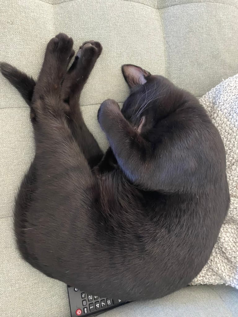 Black cat curled up sleeping on the couch