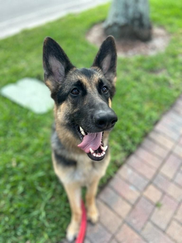 Happy German Shepherd smiling on a walk in Broward County