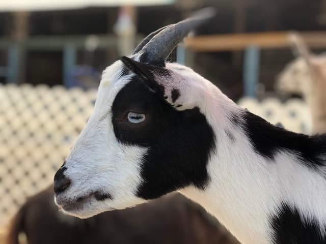 Black and white goat at Sheryl's barn in Davie