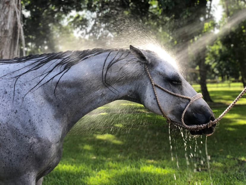 Grey horse getting bathed in the sunlight