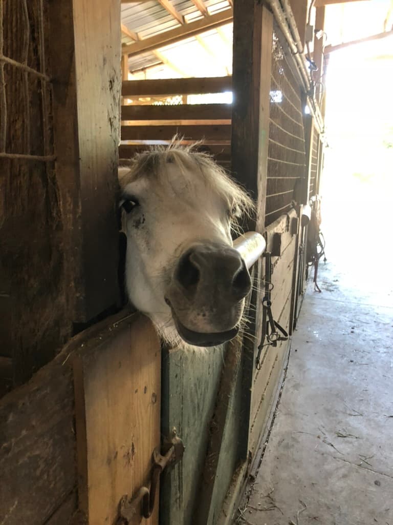 White pony peeking over a stall door
