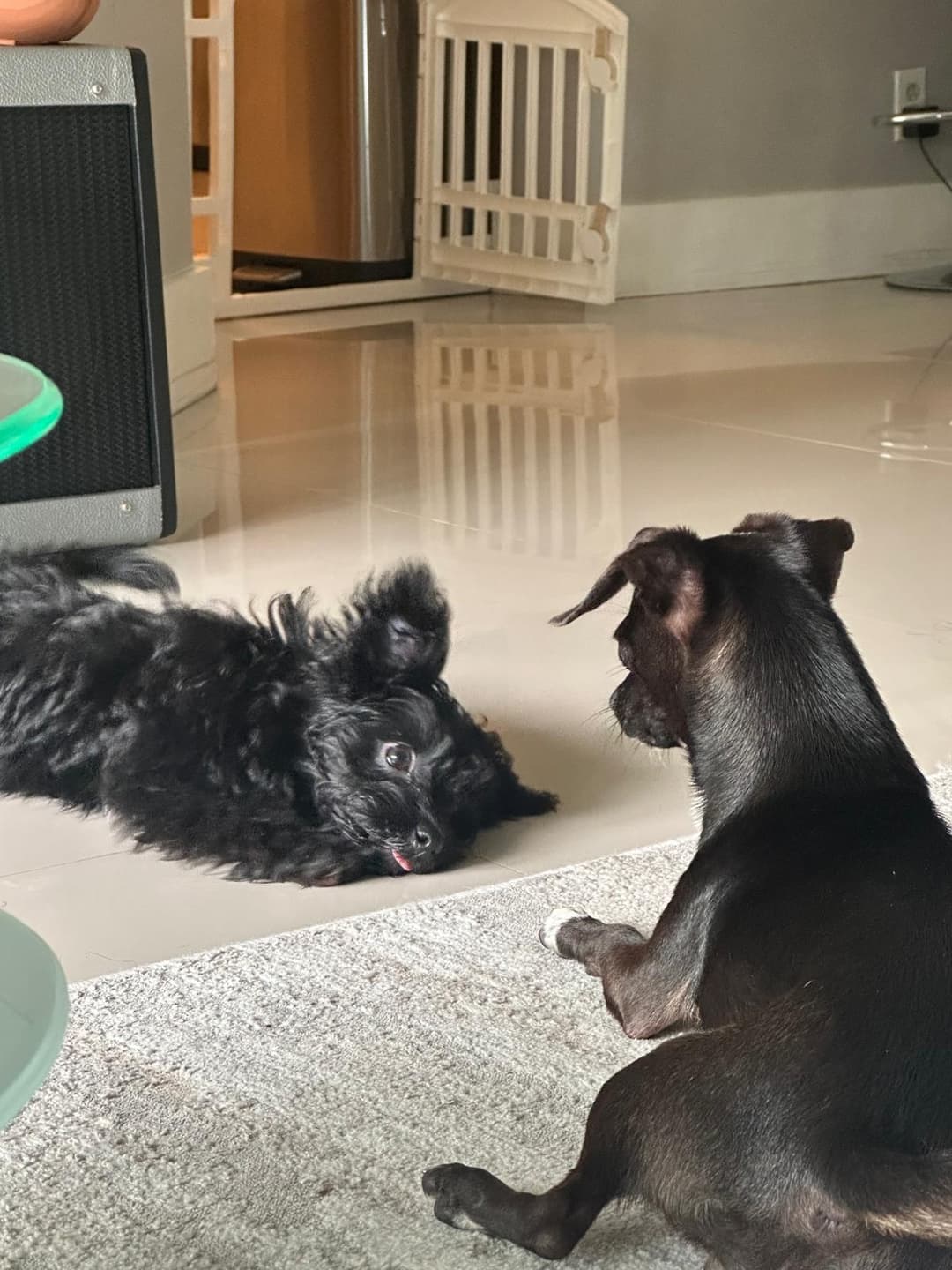 Two dogs relaxing together at home during a pet sitting visit