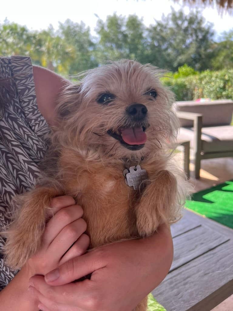 Smiling Yorkie being held outdoors after a visit
