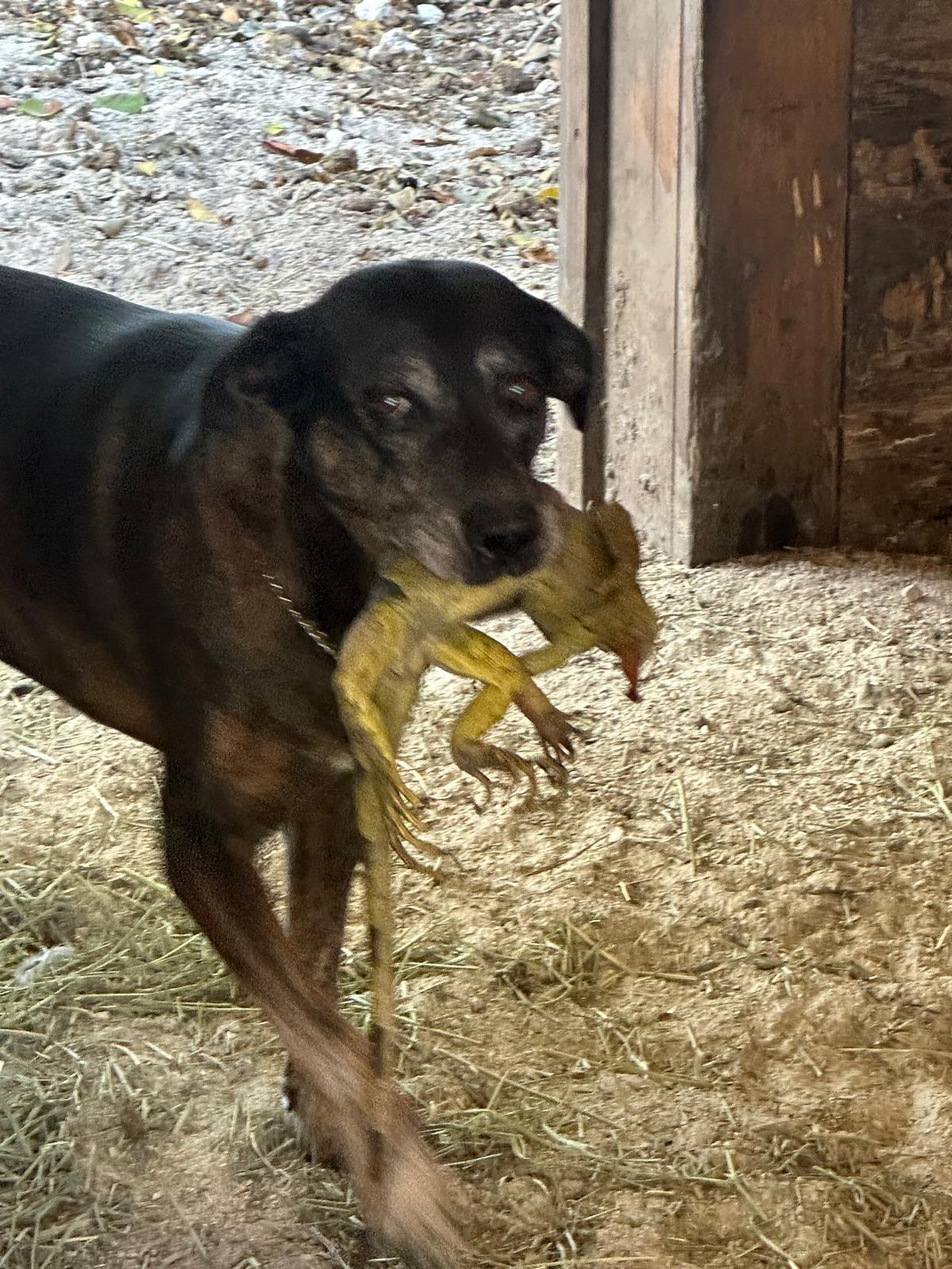 Dog carrying an iguana it caught at a South Florida barn